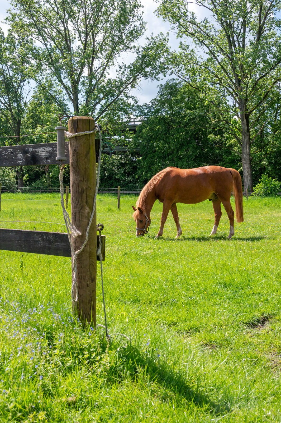 Pferde auf den Weiden von Gut Keuschhof